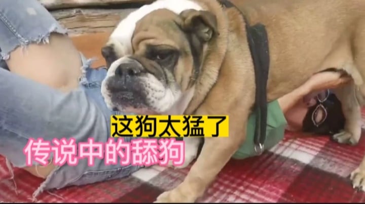 传说中的舔狗，这狗也太猛了吧