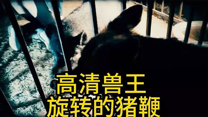【猎奇】人猪大战，会旋转的猪鞭直接插入骚穴