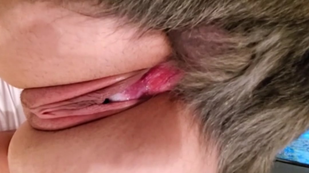 兽交特写，这狗的蝴蝶结看着是真刺激啊