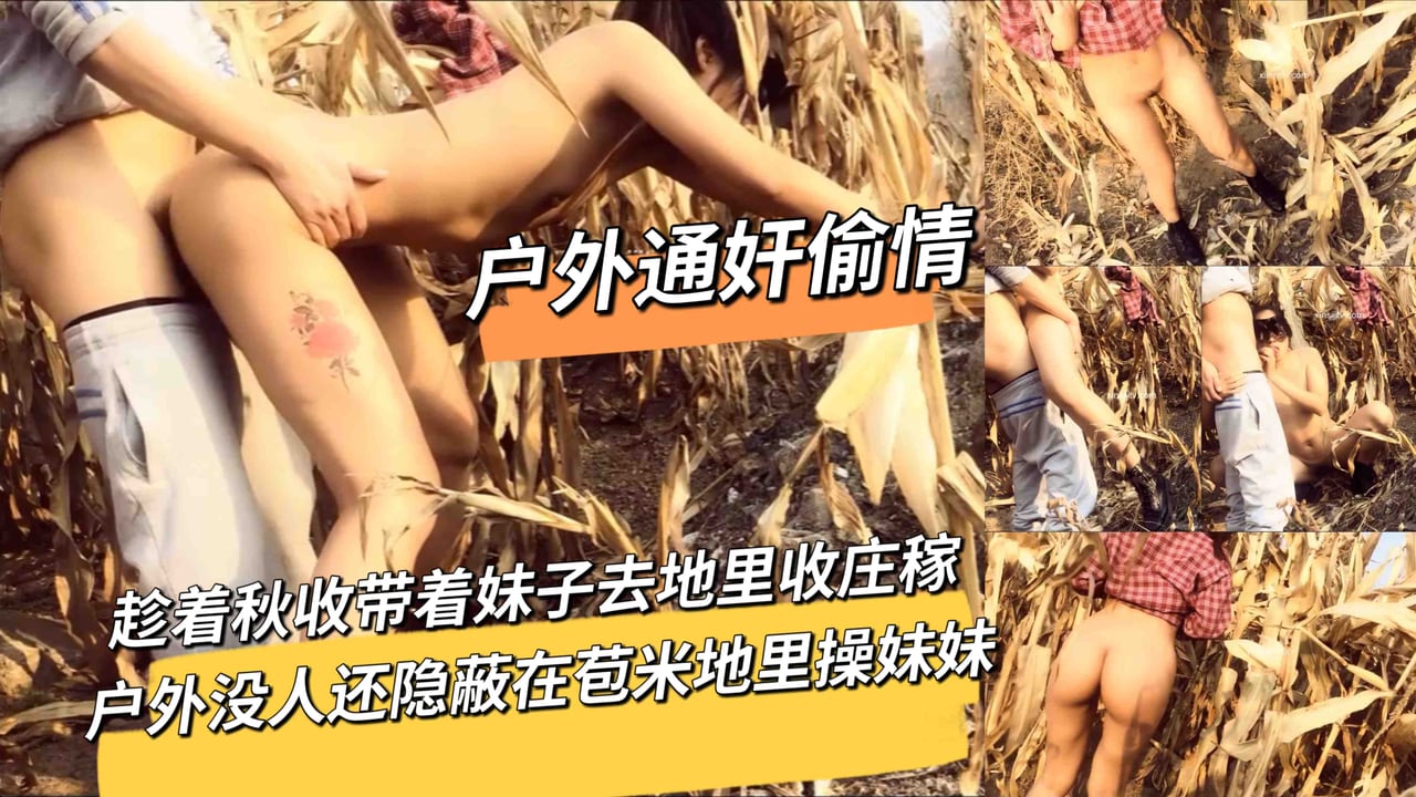 趁着秋收带着妹子去地里收庄稼户外没人还隐蔽在苞米地里操妹妹_LLD